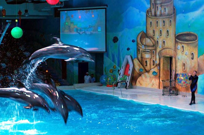 dolphinarium istanbul safarna dolphinarium istanbul safarna