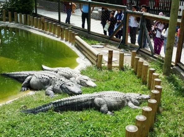 حديقة الحيوان في اسطنبول