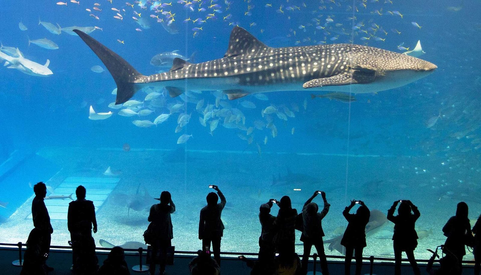 Aquarium-Antalya-Tickets-Transfers-002 Aquarium-Antalya-Tickets-Transfers-002