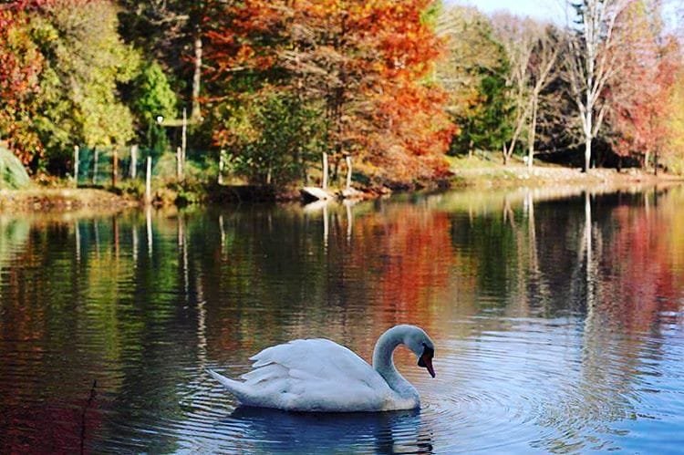 عشاق الطبيعة على موعد مع روعة الخريف في غابات بلغراد بحلتها الذهبية