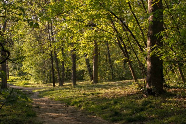 غابات بلغراد أجمل و أشهر غابات اسطنبول