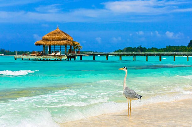 جزر مالديف تركيا