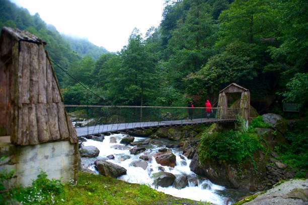 جولات المشي في مزارع الشاي